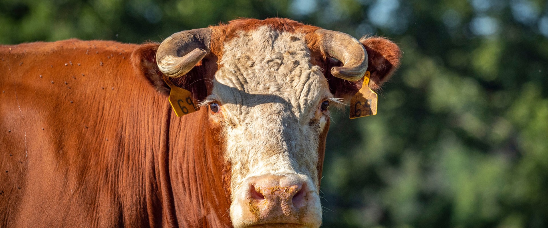 The Perfect Horn Shape for Oklahoma Show Steers