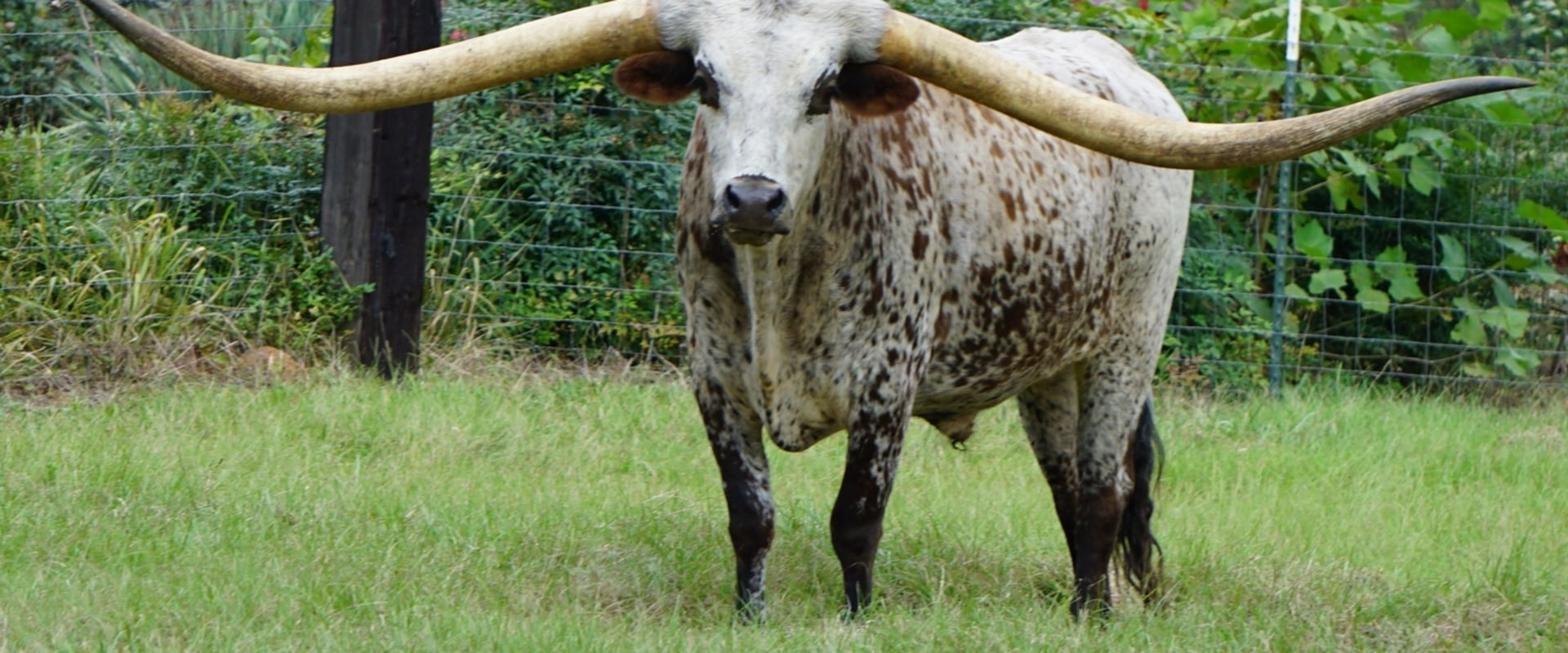 What are Cow Horns Called? A Comprehensive Guide