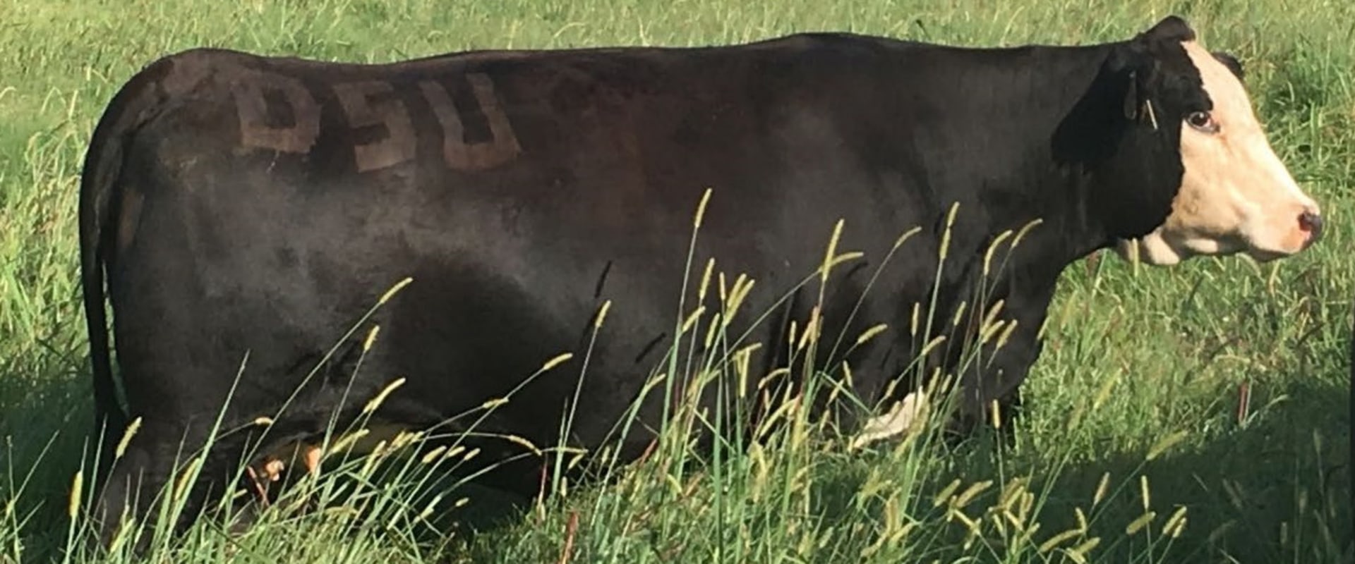 What is the Perfect Oklahoma Show Steer Body Type?