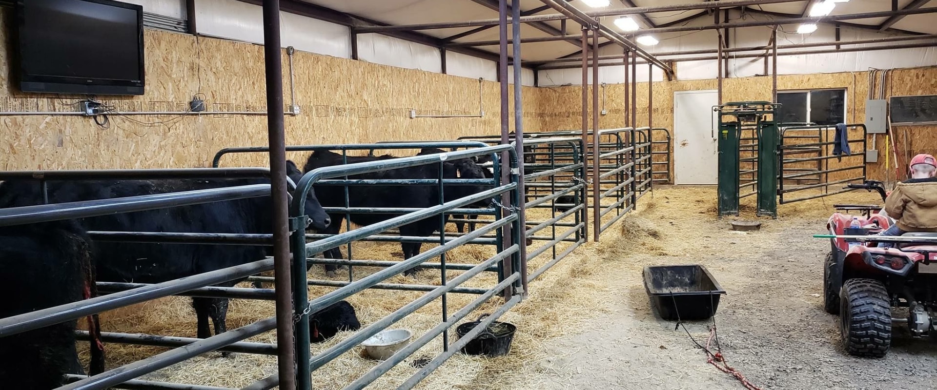 What is the Ideal Size for Show Steer Pens?