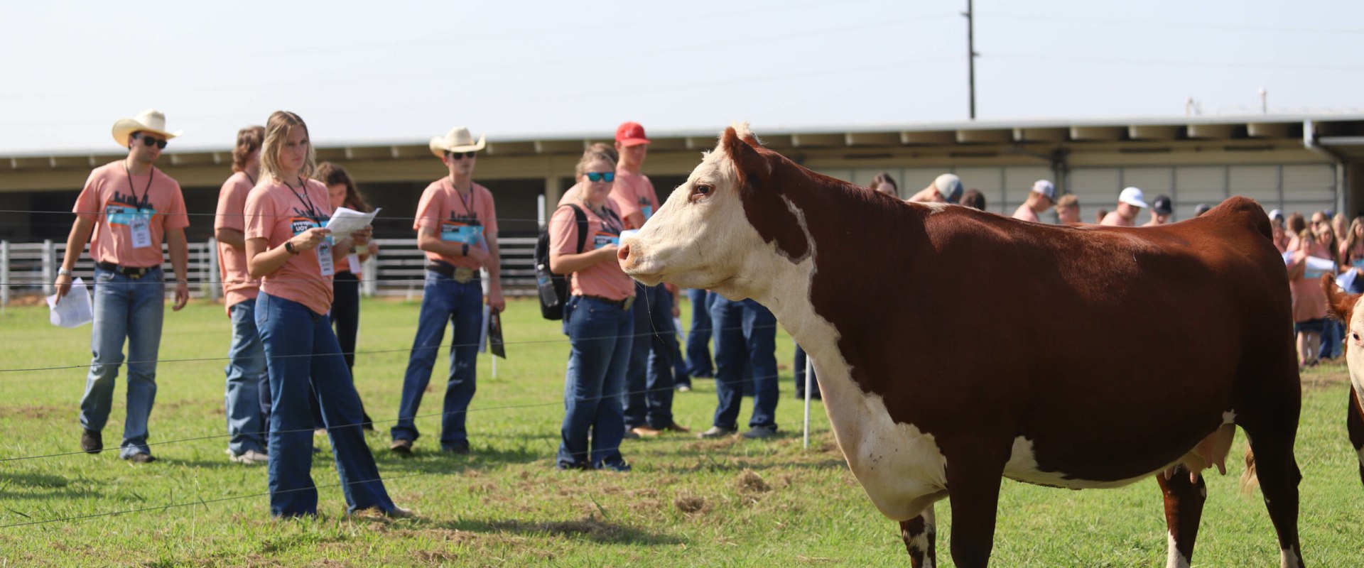 What are the Judging Criteria for an Oklahoma Show Steer?
