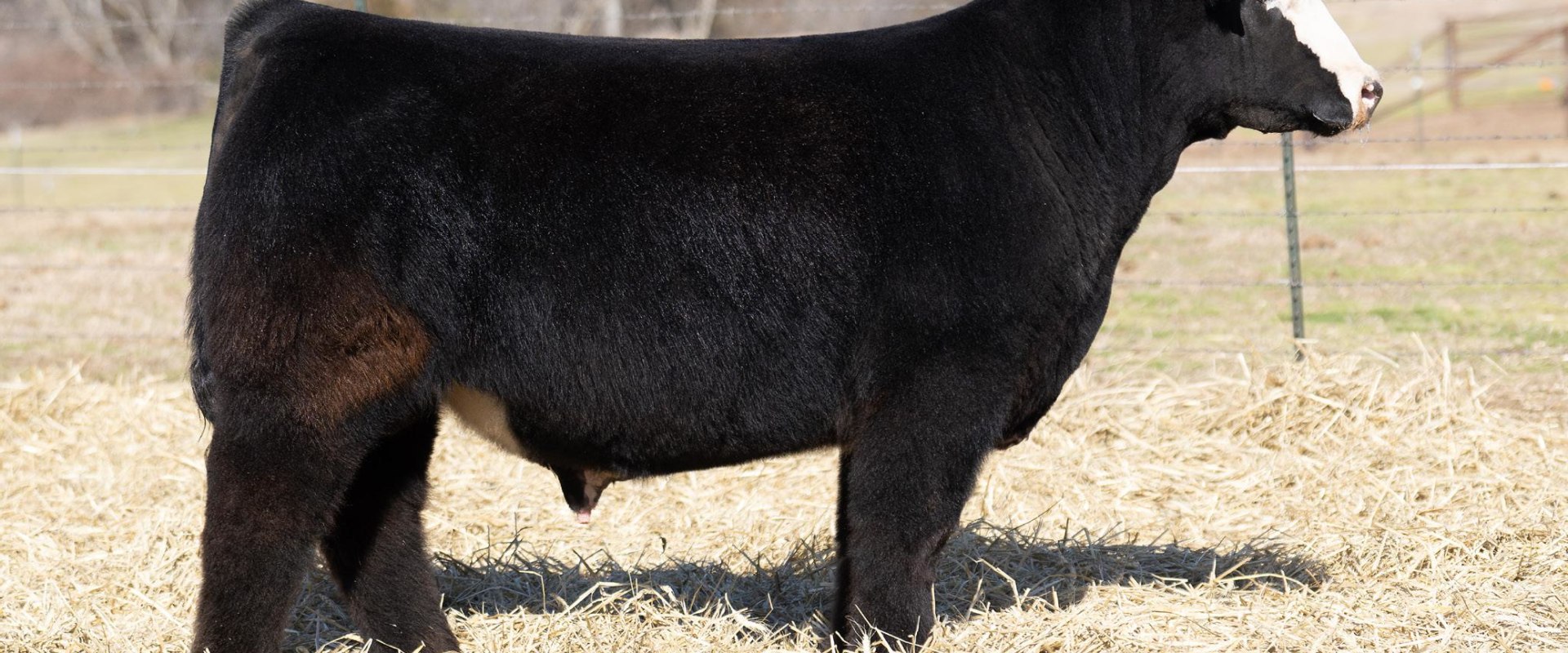 What is the Ideal Leg Structure for an Oklahoma Show Steer?