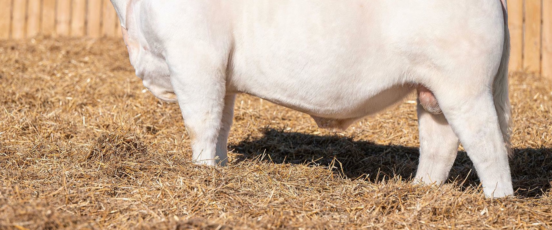 6 Criteria for Judging Beef Steers: An Expert's Guide