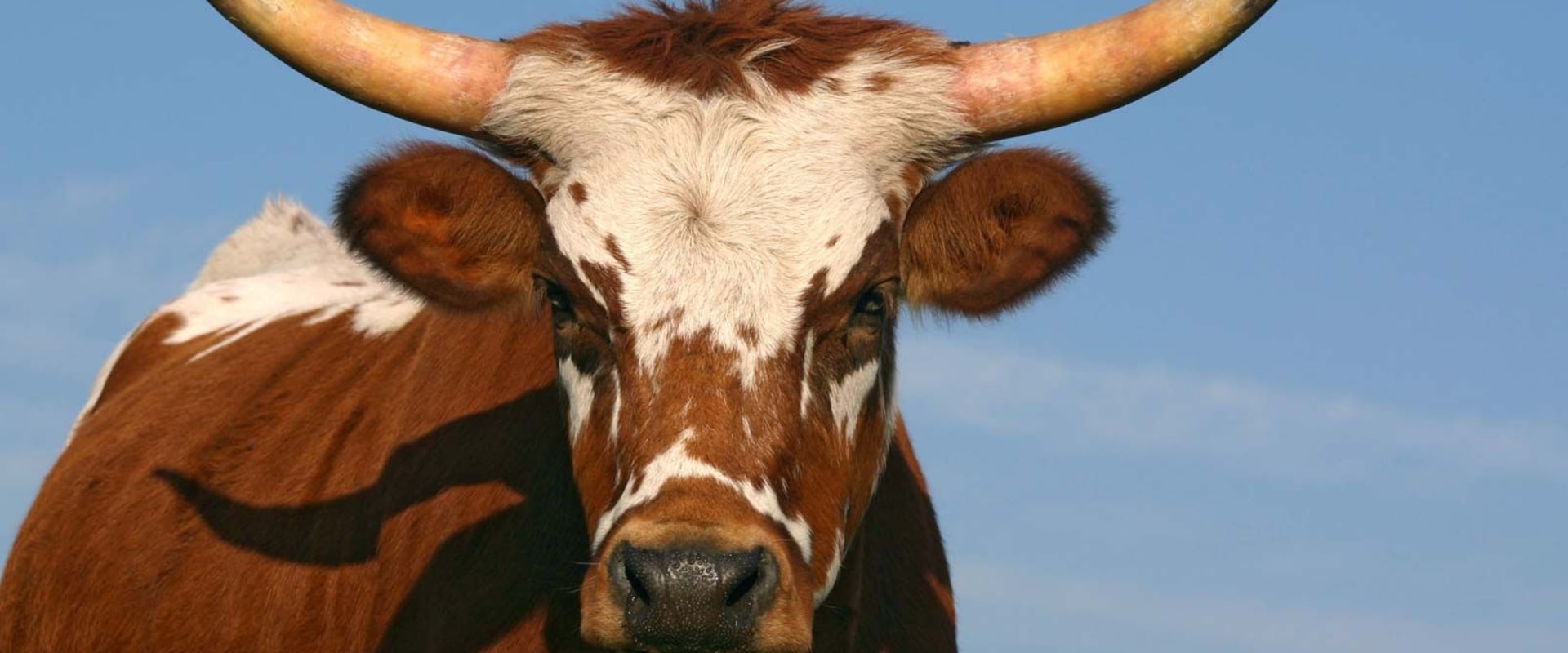 Do Cows Have Horns?