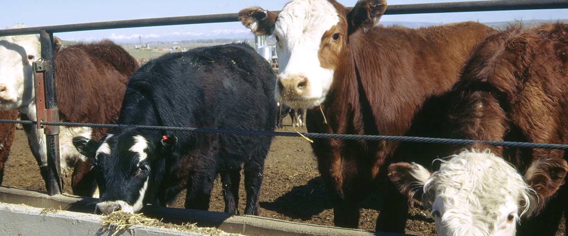 Insurance Considerations for Owning or Leasing an Oklahoma Show Steer