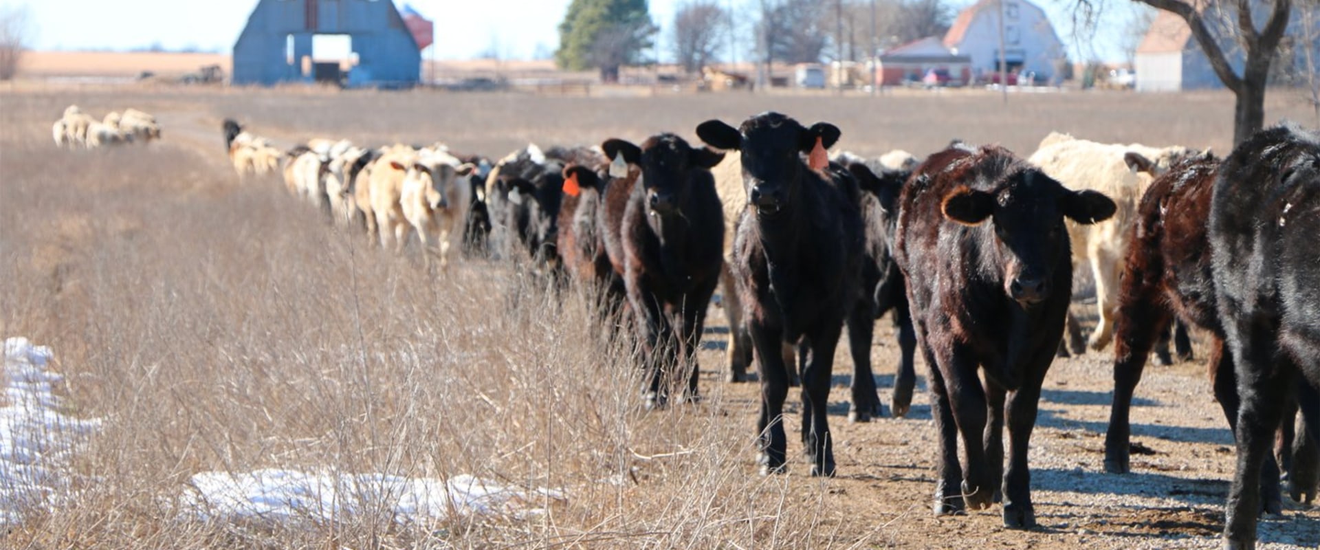 Where to Find the Best Oklahoma Show Steers for Sale or Lease