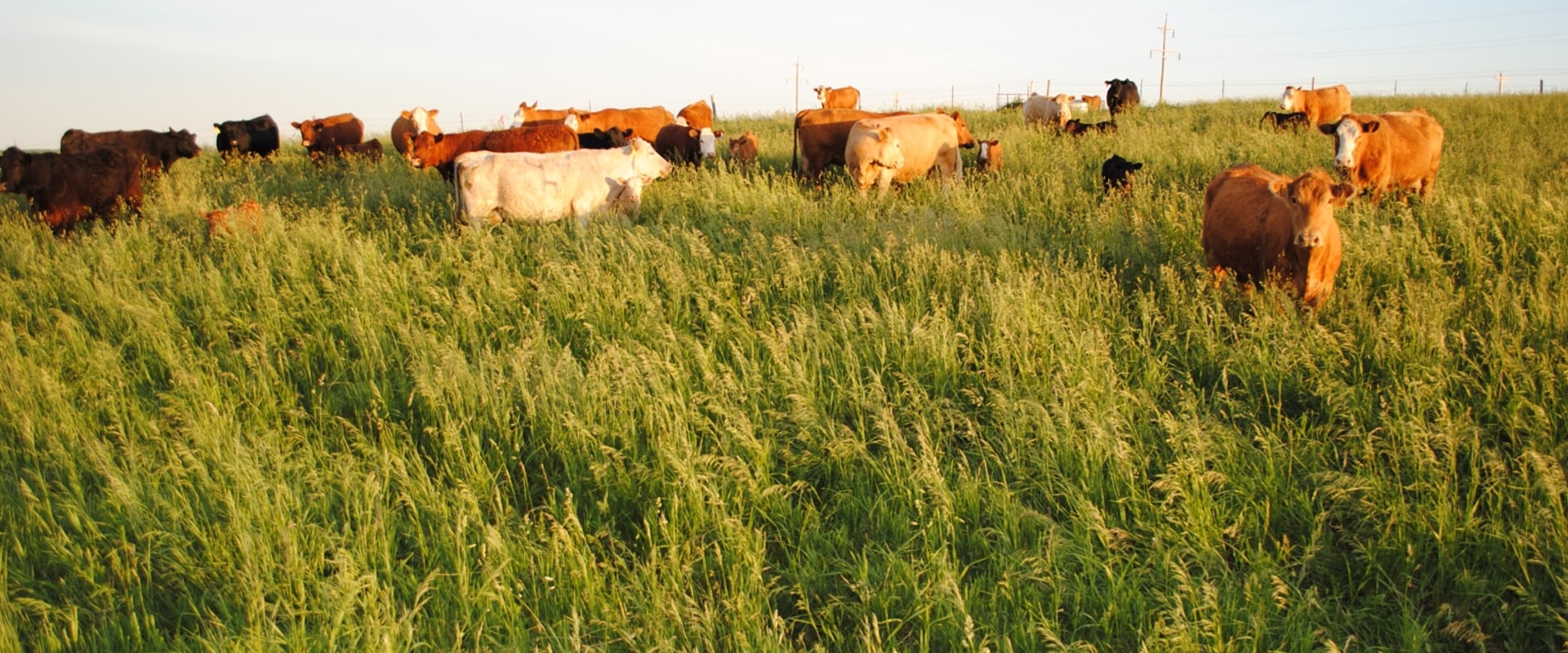 How to Show an Oklahoma Show Steer Without Making Common Errors