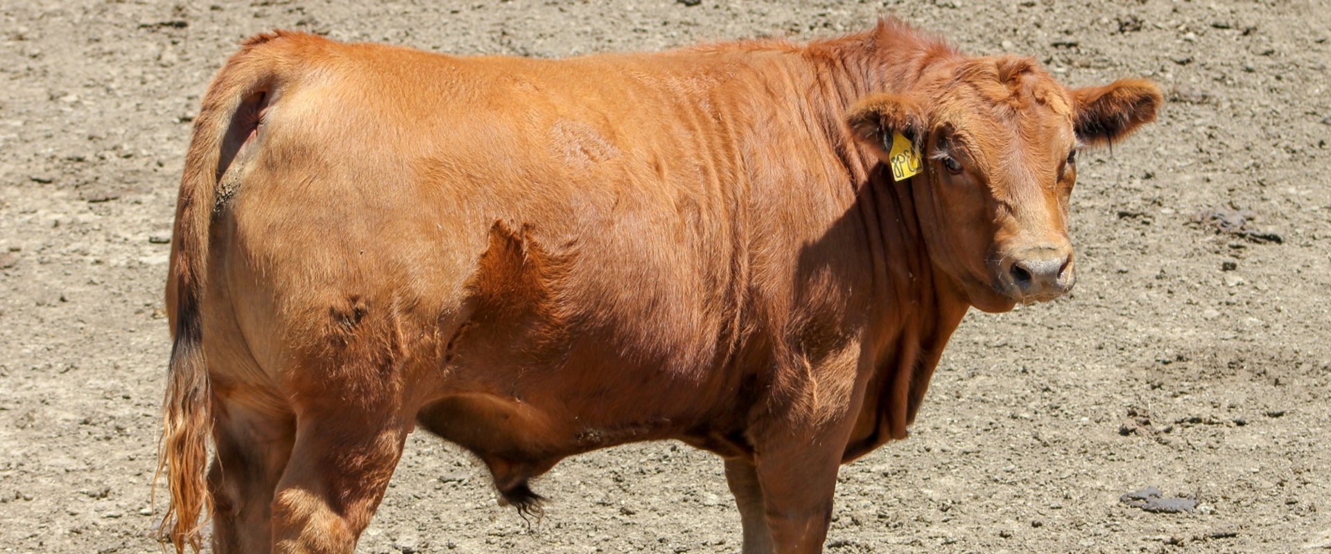 How Much Space Does a Show Steer Need?