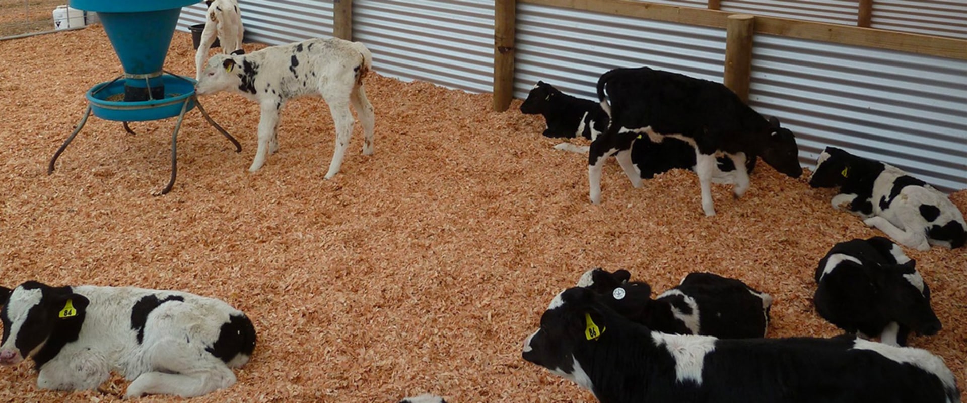 How much space does a calf need in a barn?