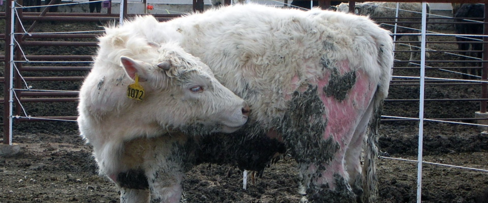 Showing an Oklahoma Show Steer: Health Considerations for a Winning Performance