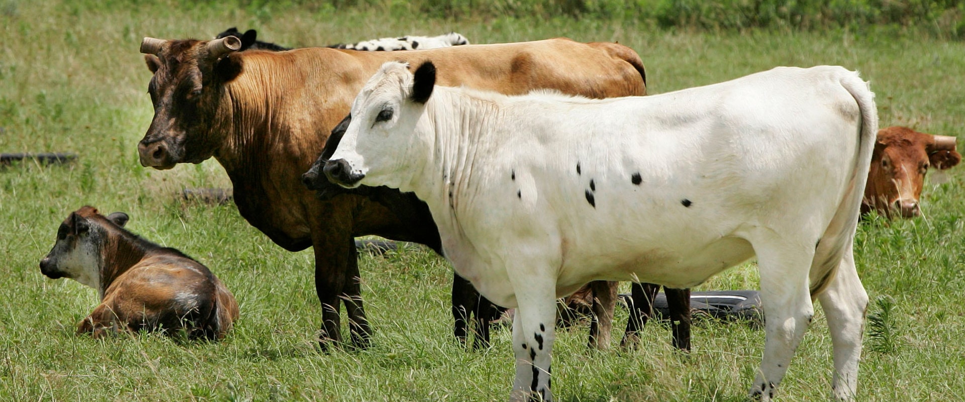 What is the Cost of Buying or Leasing an Oklahoma Show Steer?
