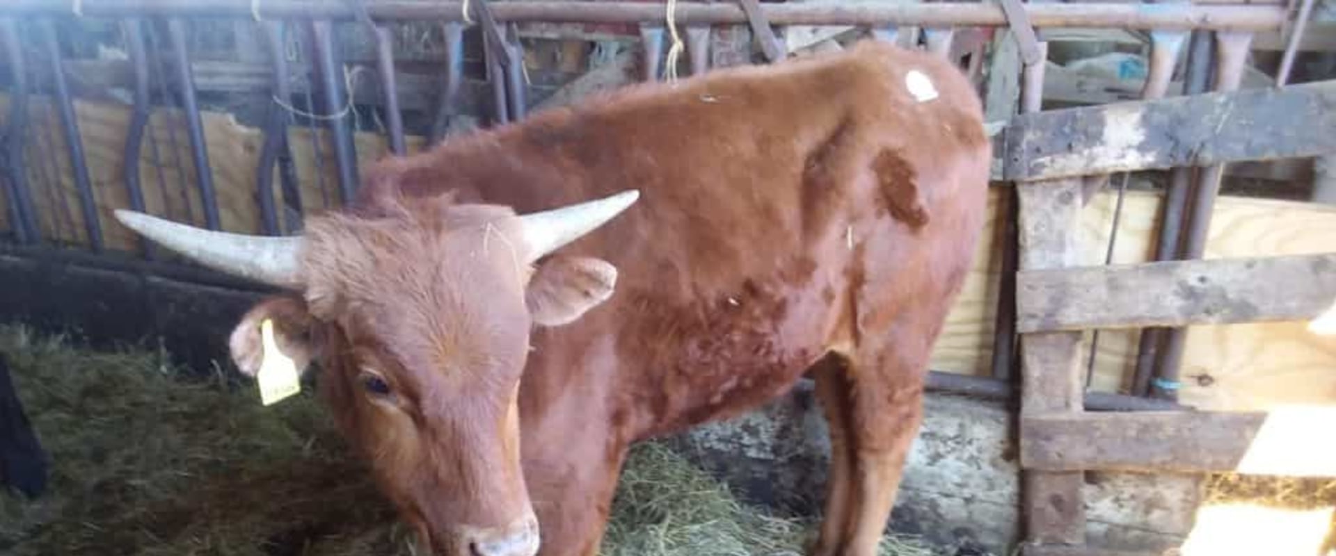 Do Cattle Have Horns or Antlers?