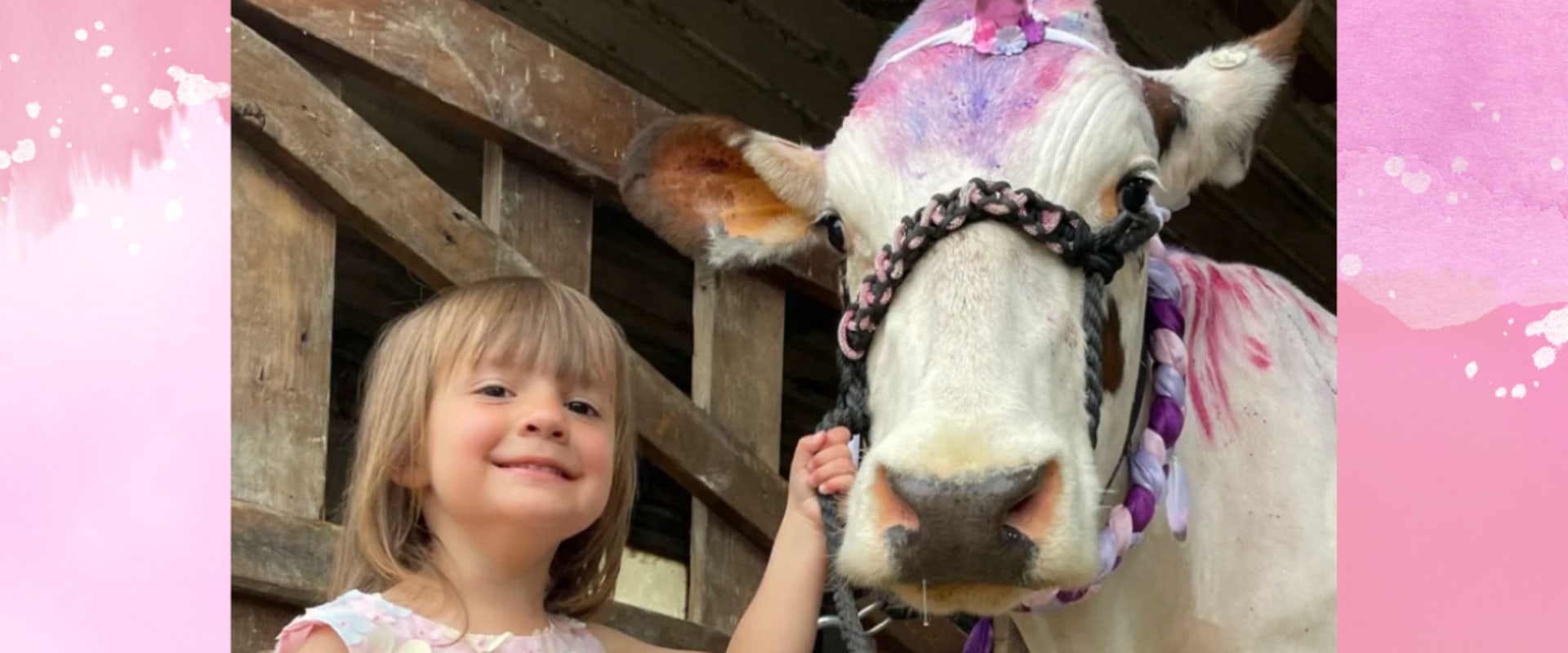 Training an Oklahoma Show Steer to Stand Still in the Ring - Expert Tips