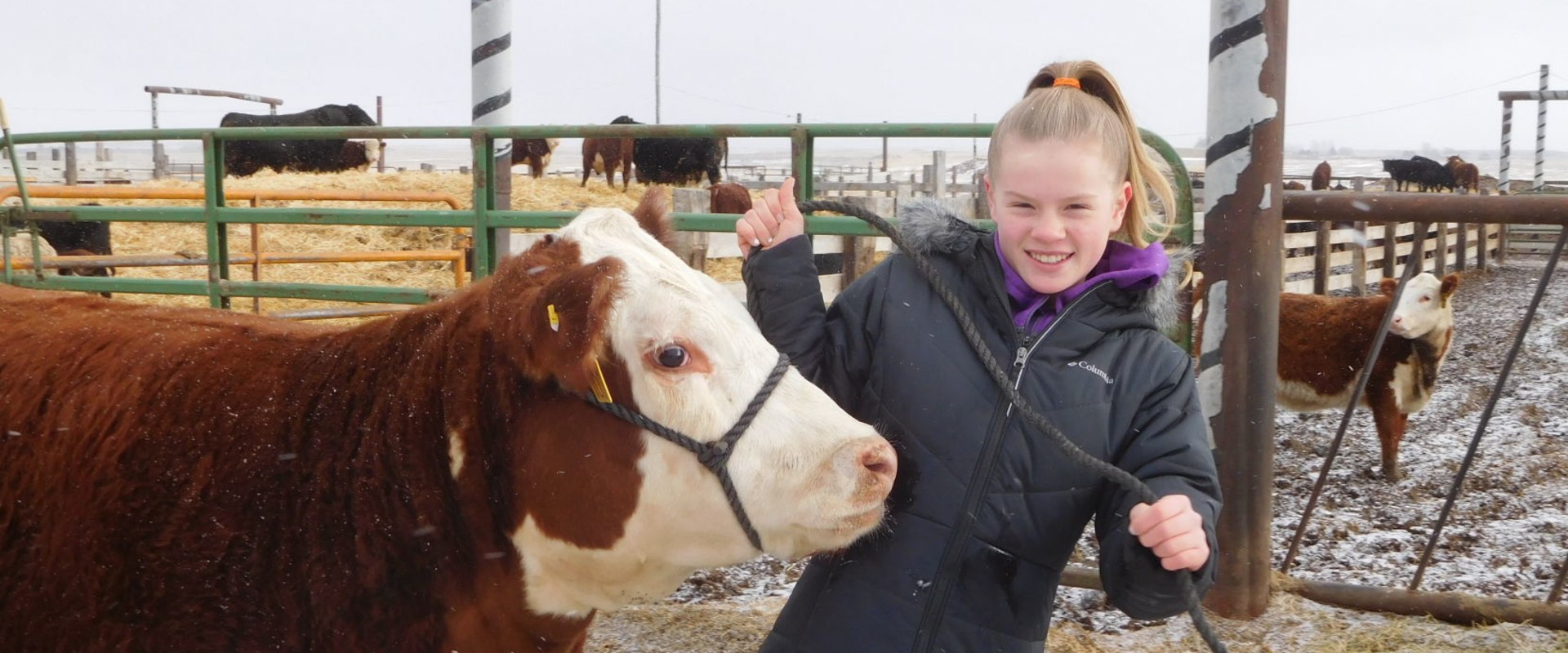 Expert Tips for Raising and Showing Show Steers in Oklahoma