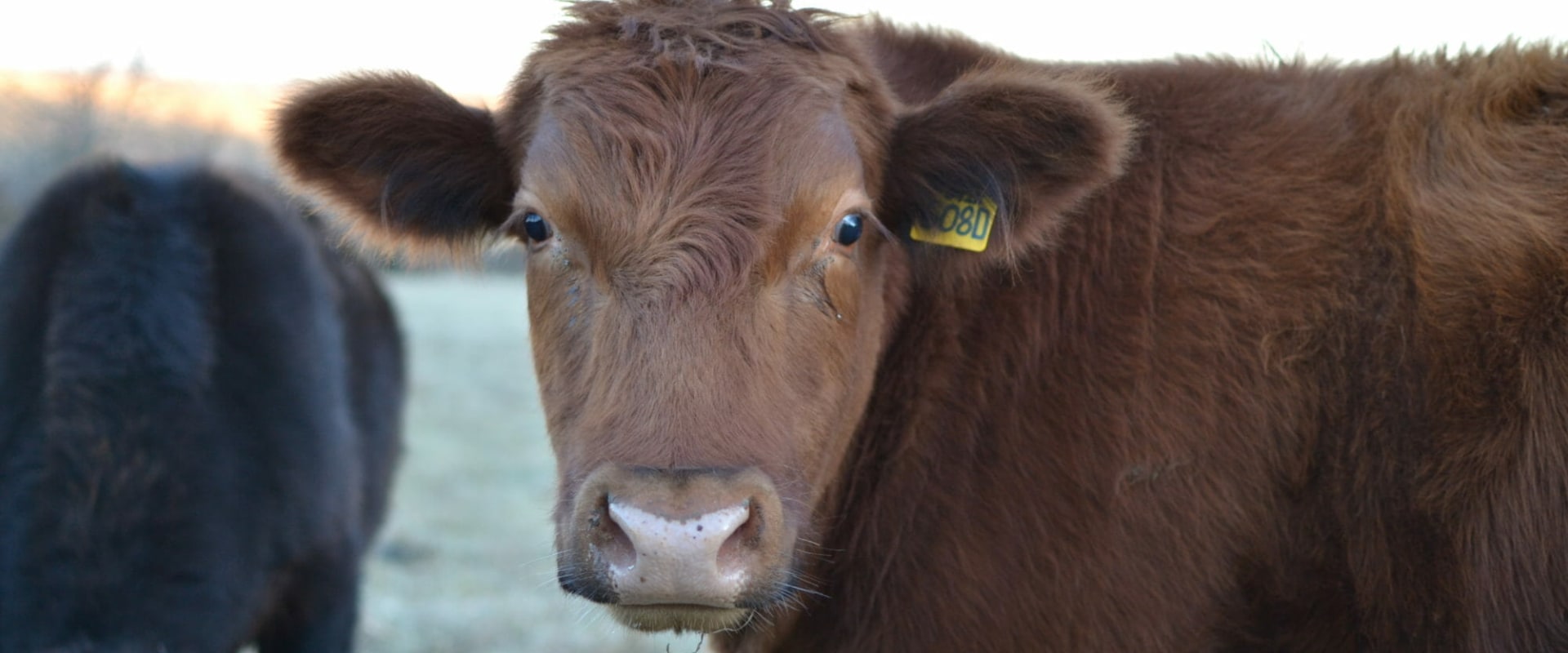 Gaining Weight with Show Steers A Comprehensive Guide to Success