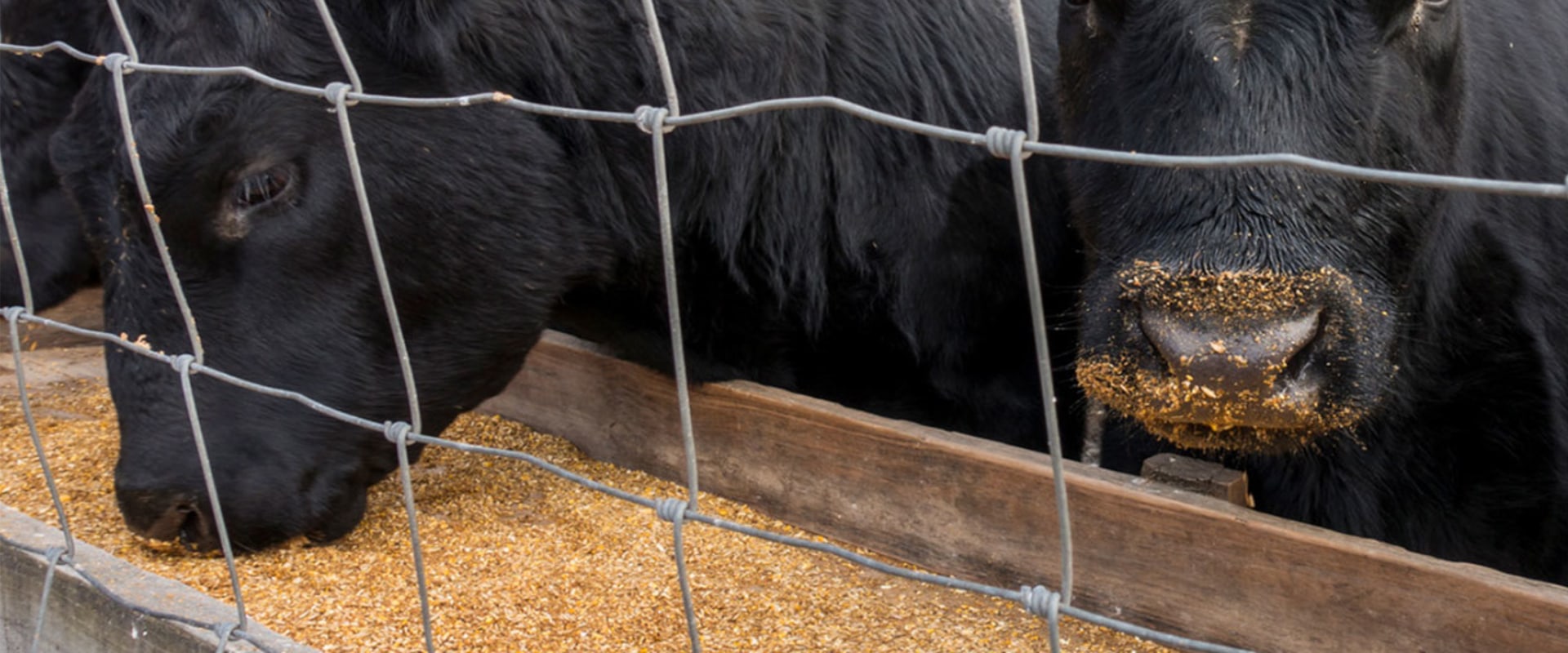 How Much Space Does a Beef Steer Need to Thrive?