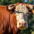 The Perfect Horn Shape for Oklahoma Show Steers