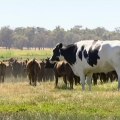 How Long Does it Take for a Steer to Reach Full Maturity?