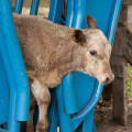 Safety Considerations for Showing Oklahoma Show Steers