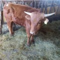 Do Male and Female Cattle Have Horns? - A Comprehensive Guide