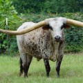 What are Cow Horns Called? A Comprehensive Guide