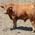 What is the Average Weight of a Show Steer?