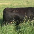 What is the Perfect Oklahoma Show Steer Body Type?