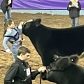 Everything You Need to Know About Oklahoma Show Steers