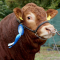 Grooming Oklahoma Show Steers for Competition: Expert Tips