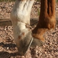 What is the Ideal Hoof Shape for an Oklahoma Show Steer?