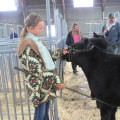 Preparing an Oklahoma Show Steer for Competition: A Guide for Success