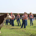 What are the Judging Criteria for an Oklahoma Show Steer?