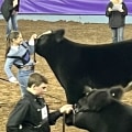 How to Choose the Perfect Show Steer or Heifer in Oklahoma