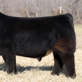 What is the Ideal Leg Structure for an Oklahoma Show Steer?