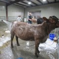 What Makes an Oklahoma Show Steer Stand Out and Shine