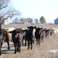 Keeping an Oklahoma Show Steer on Your Property: What You Need to Know