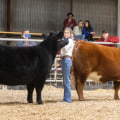 The Benefits of Showing an Oklahoma Show Steer