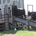 Transporting Oklahoma Show Steers: What to Consider