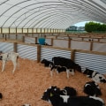 How much space does a calf need in a barn?