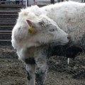 Showing an Oklahoma Show Steer: Health Considerations for a Winning Performance