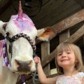 Training an Oklahoma Show Steer to Stand Still in the Ring - Expert Tips