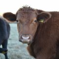 Gaining Weight with Show Steers: A Comprehensive Guide to Success