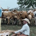 Why Oklahoma Cattle Ranchers Must Understand Livestock Branding Laws