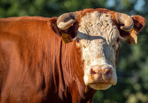 The Perfect Horn Shape for Oklahoma Show Steers