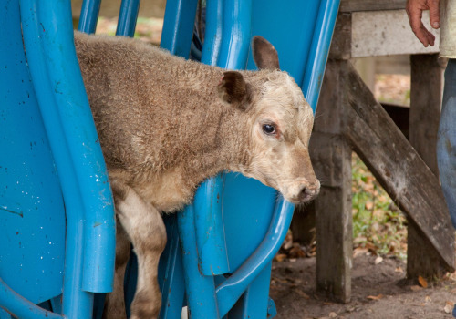 Safety Considerations for Showing Oklahoma Show Steers