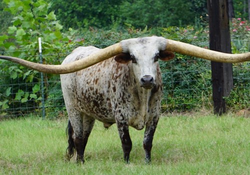 What are Cow Horns Called? A Comprehensive Guide