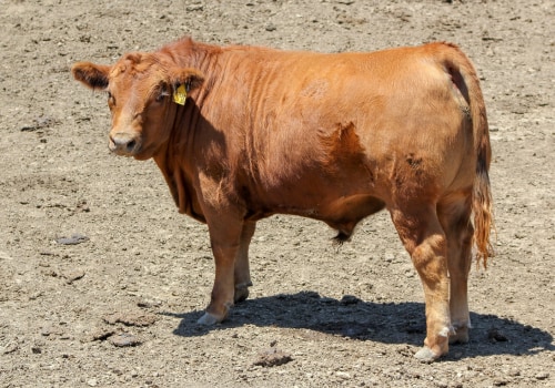 What is the Average Weight of a Show Steer?