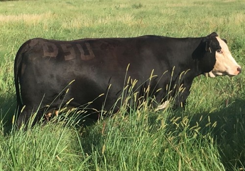 What is the Perfect Oklahoma Show Steer Body Type?
