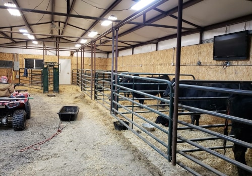 What is the Ideal Size for Show Steer Pens?