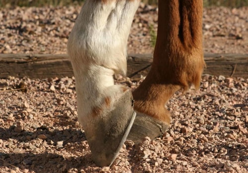 What is the Ideal Hoof Shape for an Oklahoma Show Steer?